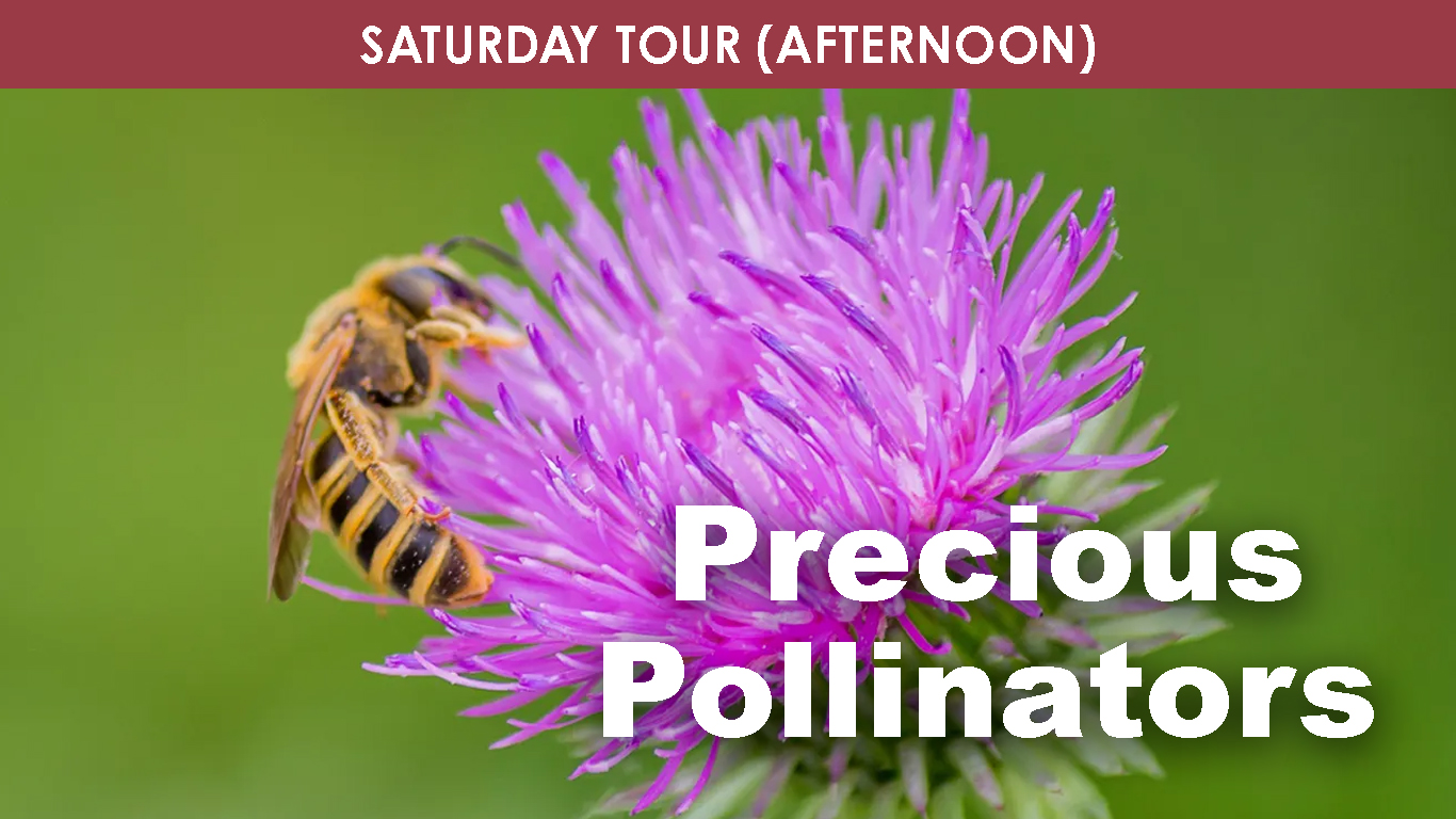 Precious Pollinators (Afternoon) cover picture