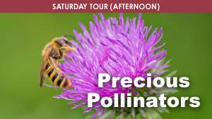 Precious Pollinators (Afternoon) cover picture