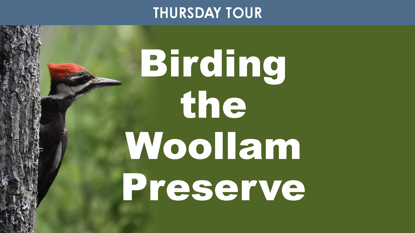 Birding the Woollam Preserve (Thursday) cover picture