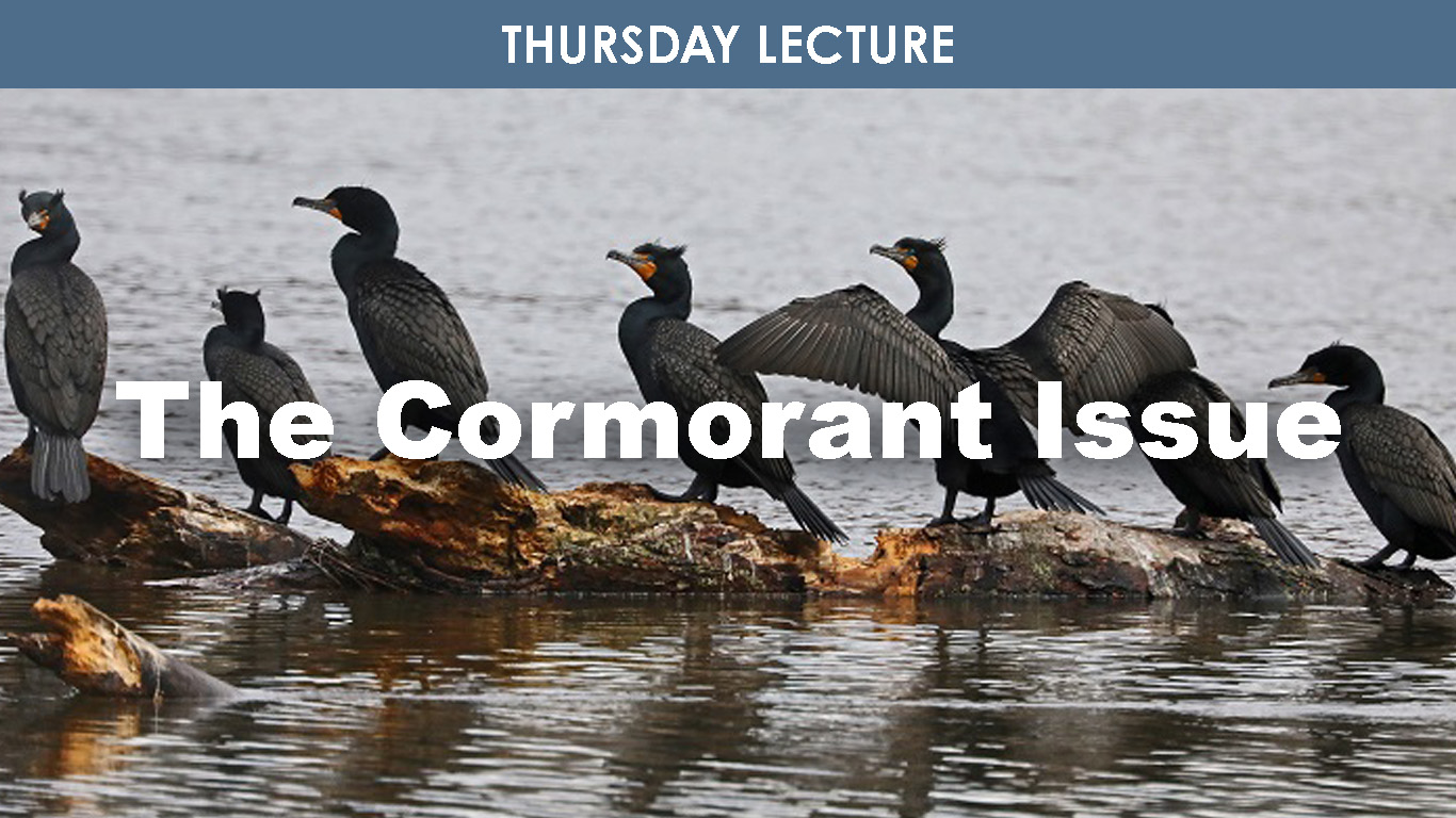 The Cormorant Issue cover picture