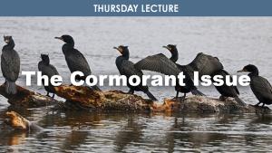 The Cormorant Issue cover picture