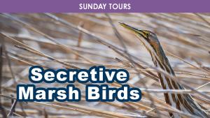 Secretive Marsh Birds cover picture