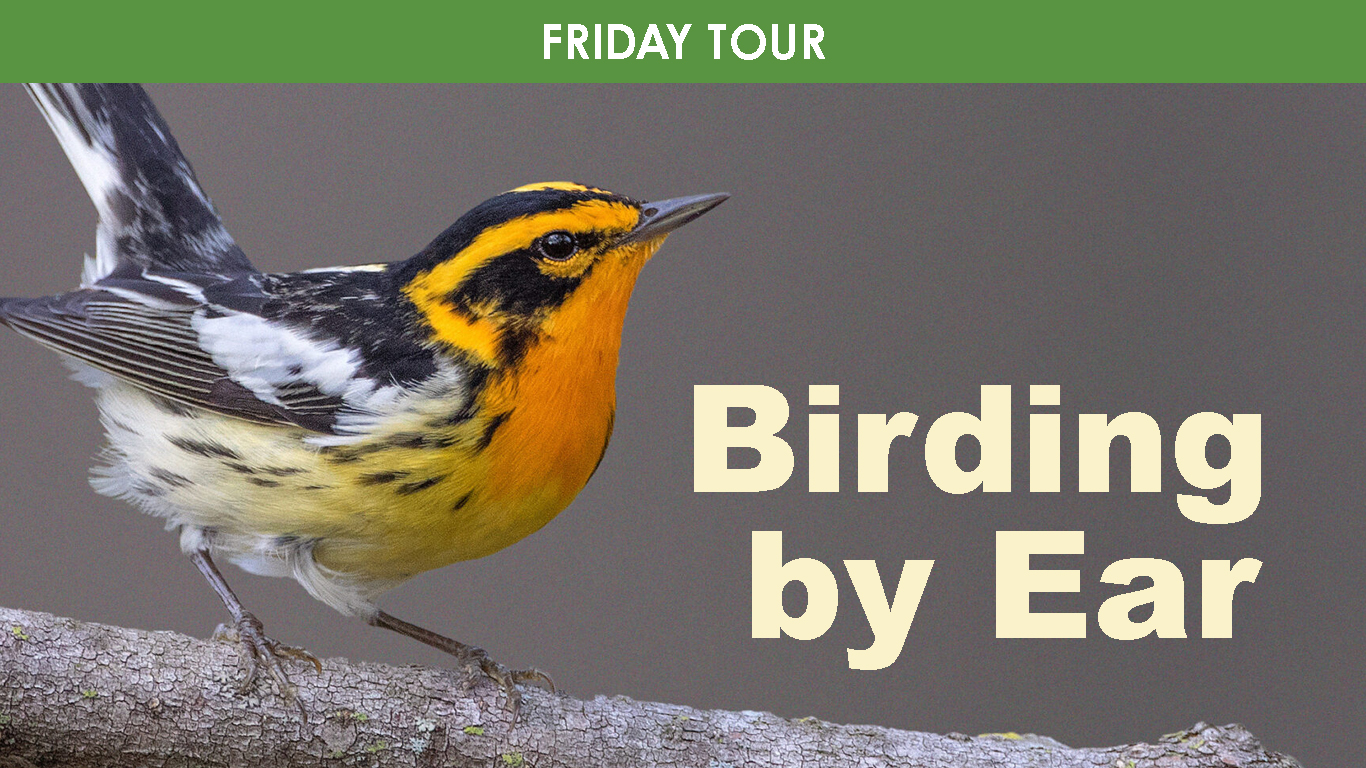 Birding By Ear (Friday) cover picture