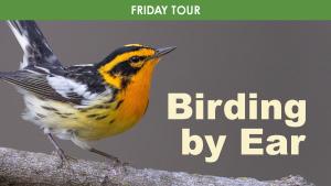 Birding By Ear (Friday) cover picture