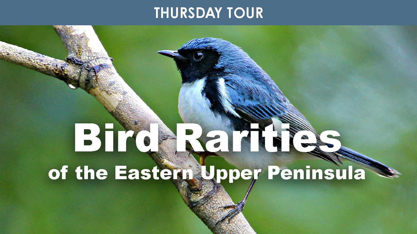Bird Rarities of the Eastern UP cover picture
