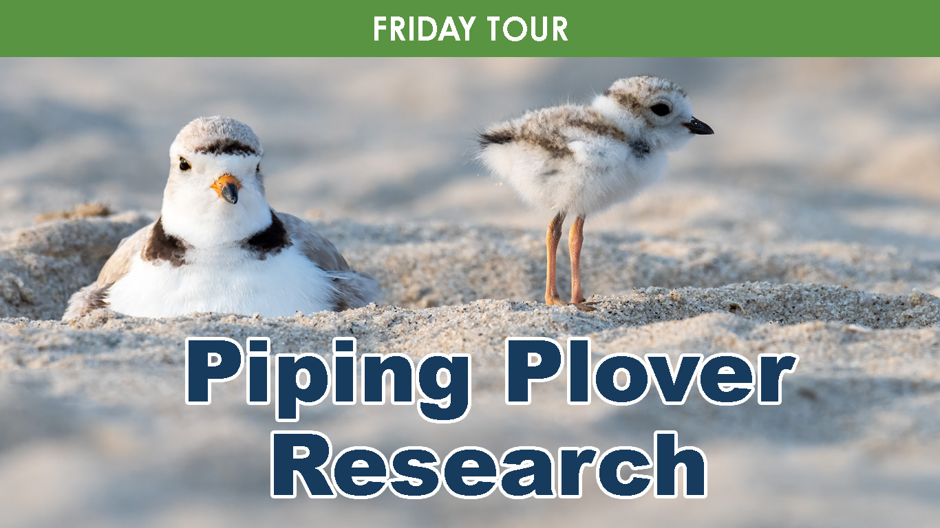 Piping Plover Research cover picture