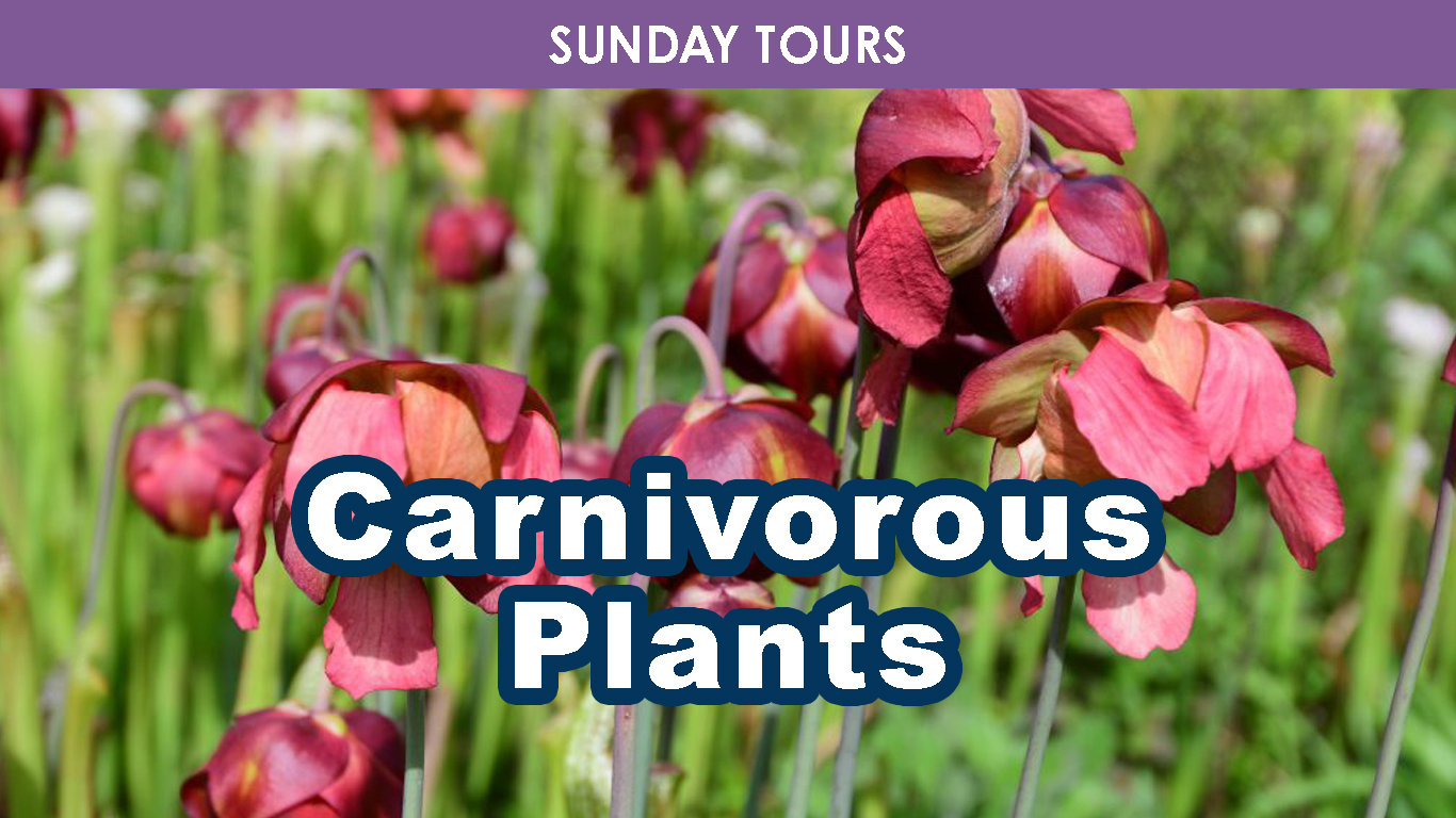 Carnivorous Plants (Sunday) cover picture