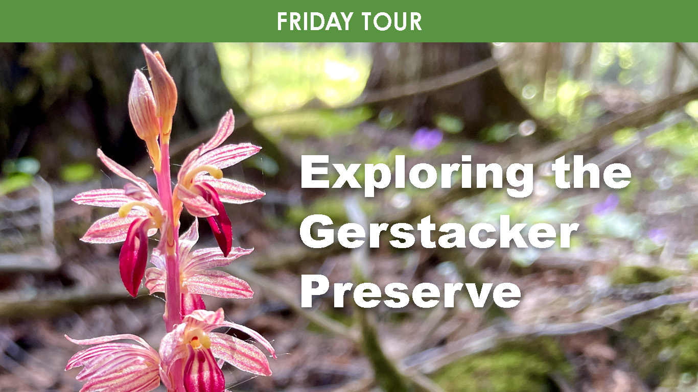 Exploring the Gerstacker Preserve cover picture