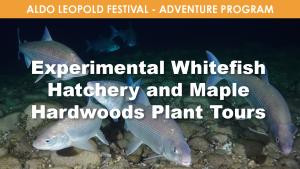 Experimental Whitefish Hatchery & Maple Hardwoods Plant Tour cover picture