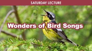 Wonders of Bird Songs cover picture