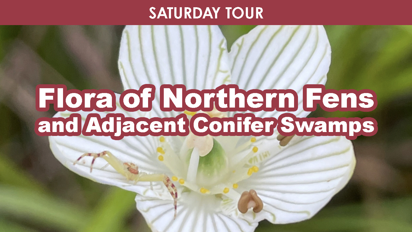 Flora of Northern Fens and Adjacent Swamps (Saturday) cover picture