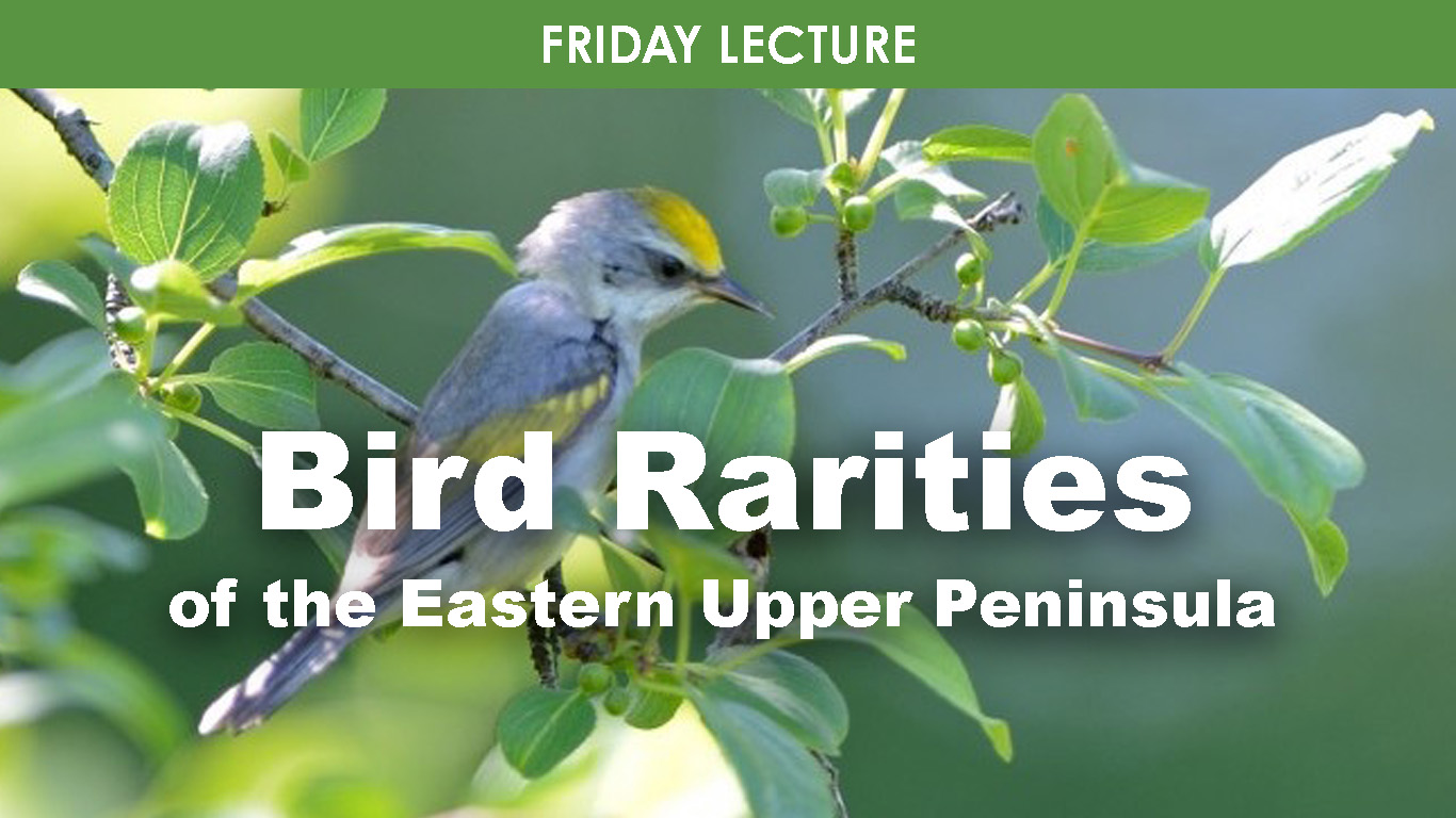 Bird Rarities of the Eastern UP (Friday) cover picture