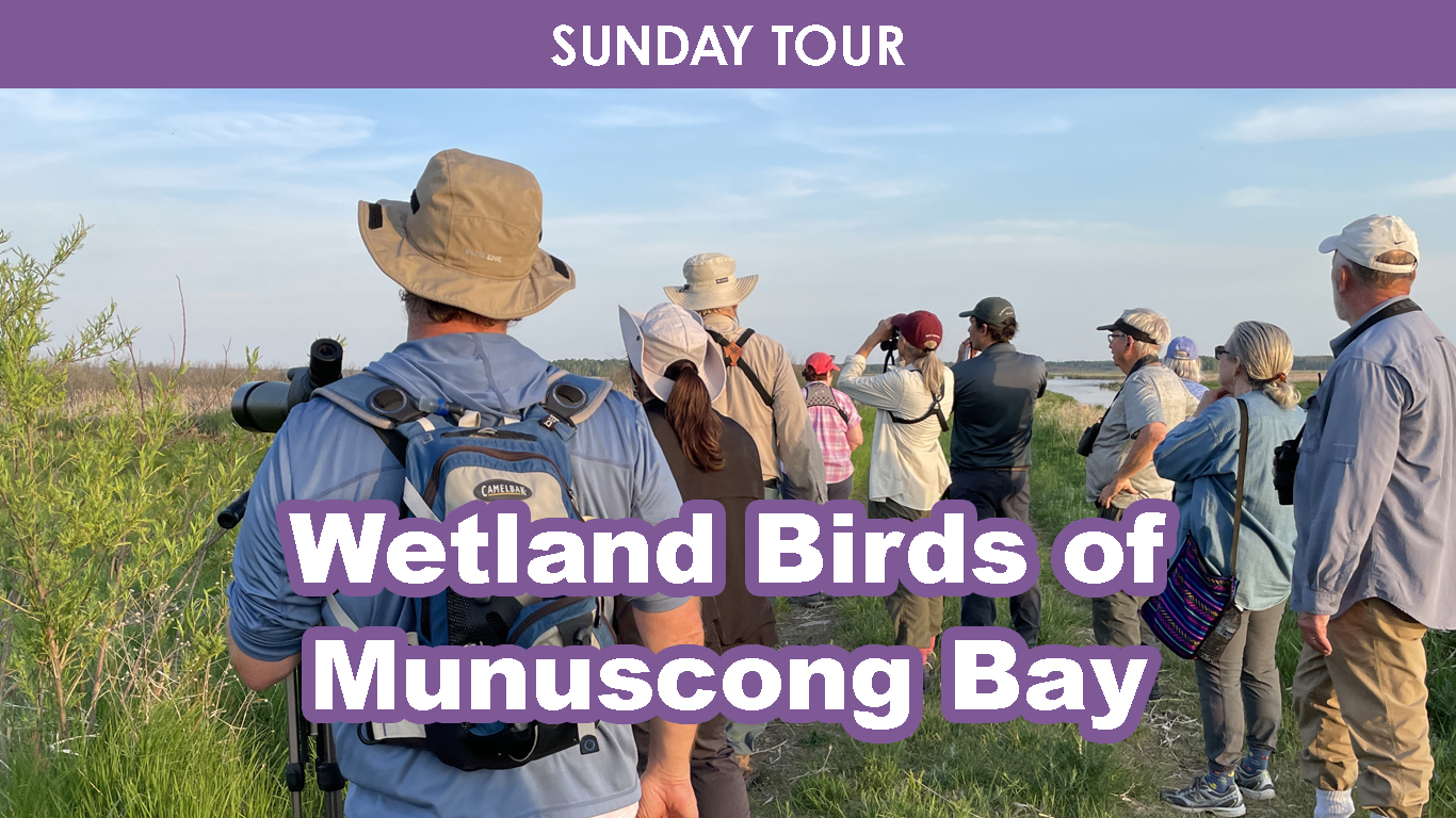 Wetland Birds of Munuscong Bay (Sunday) cover picture