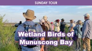 Wetland Birds of Munuscong Bay (Sunday) cover picture