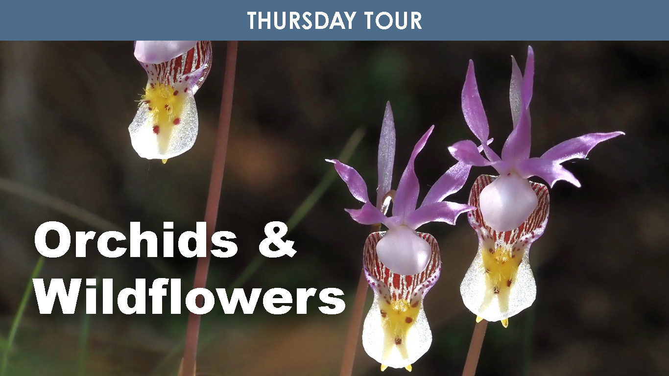 Orchids & Wildflowers cover picture