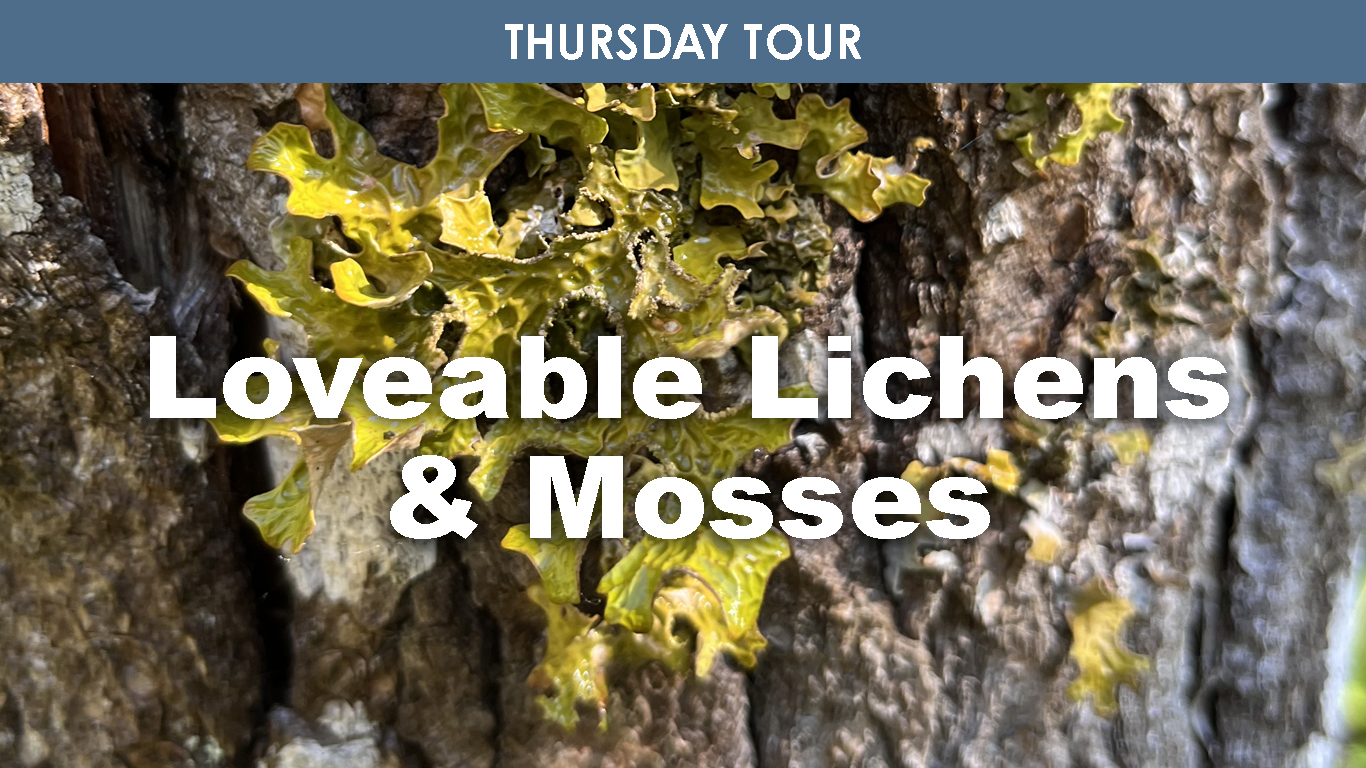 Lovable Lichens & Mosses cover picture