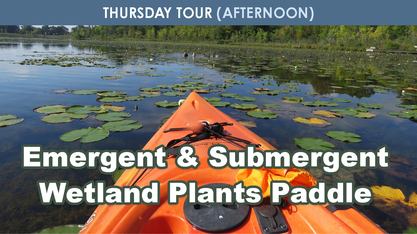 Emergent & Submergent Wetland Plants (AFTERNOON) cover picture
