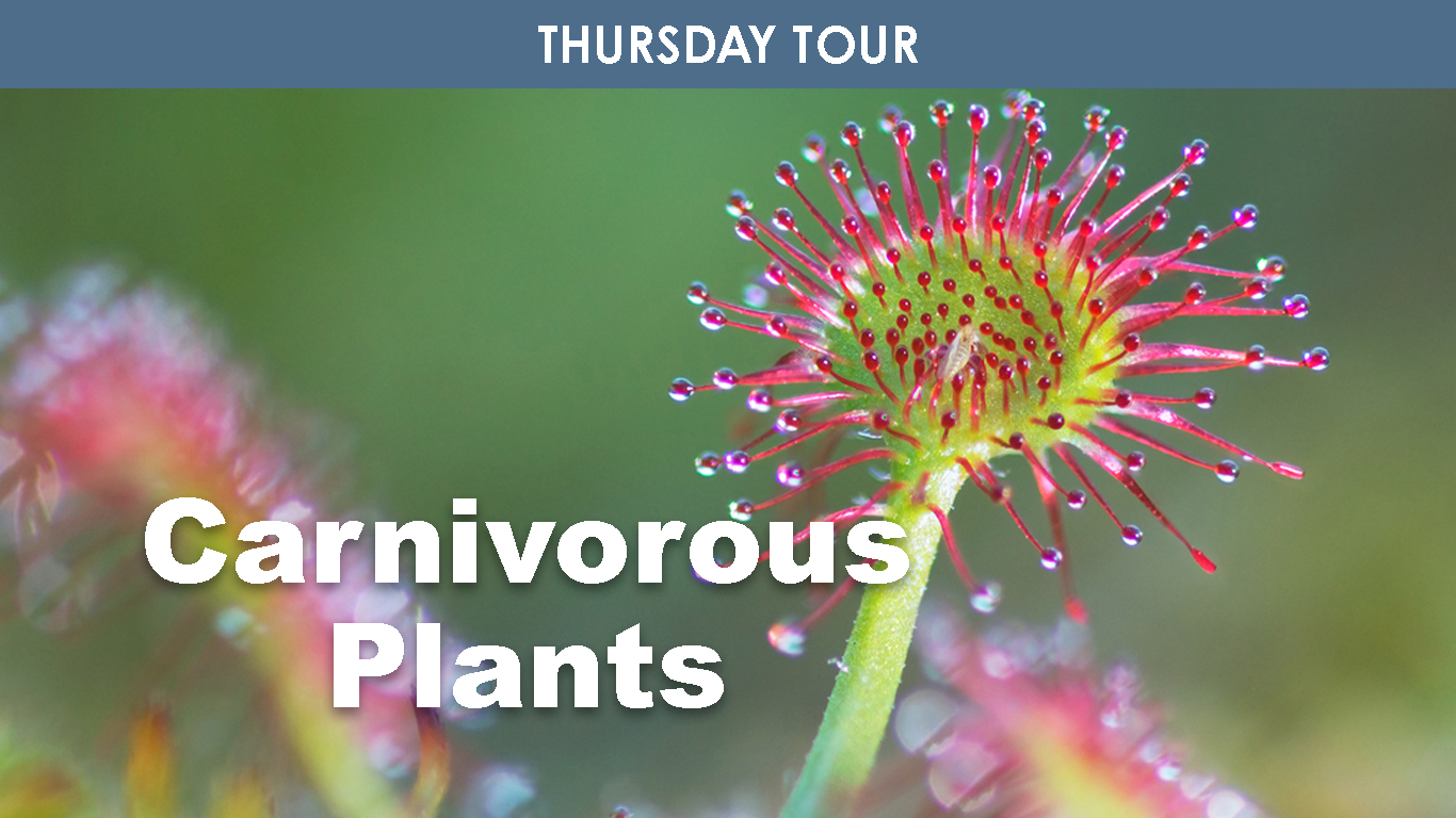 Carnivorous Plants cover picture