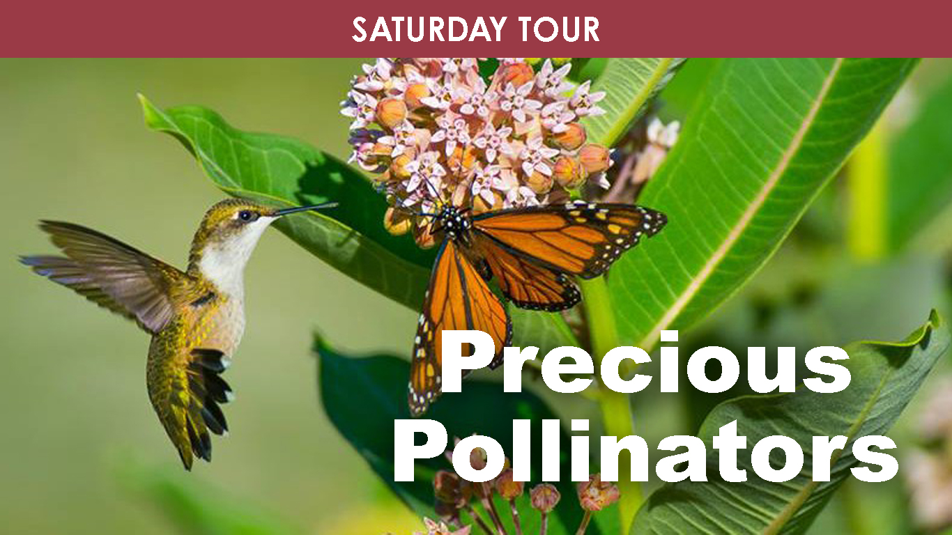Precious Pollinators (Morning) cover picture
