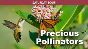 Precious Pollinators (Morning) cover picture