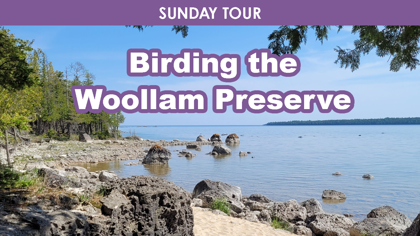 Birding the Woollam Preserve (Sunday) cover picture