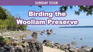 Birding the Woollam Preserve (Sunday) cover picture