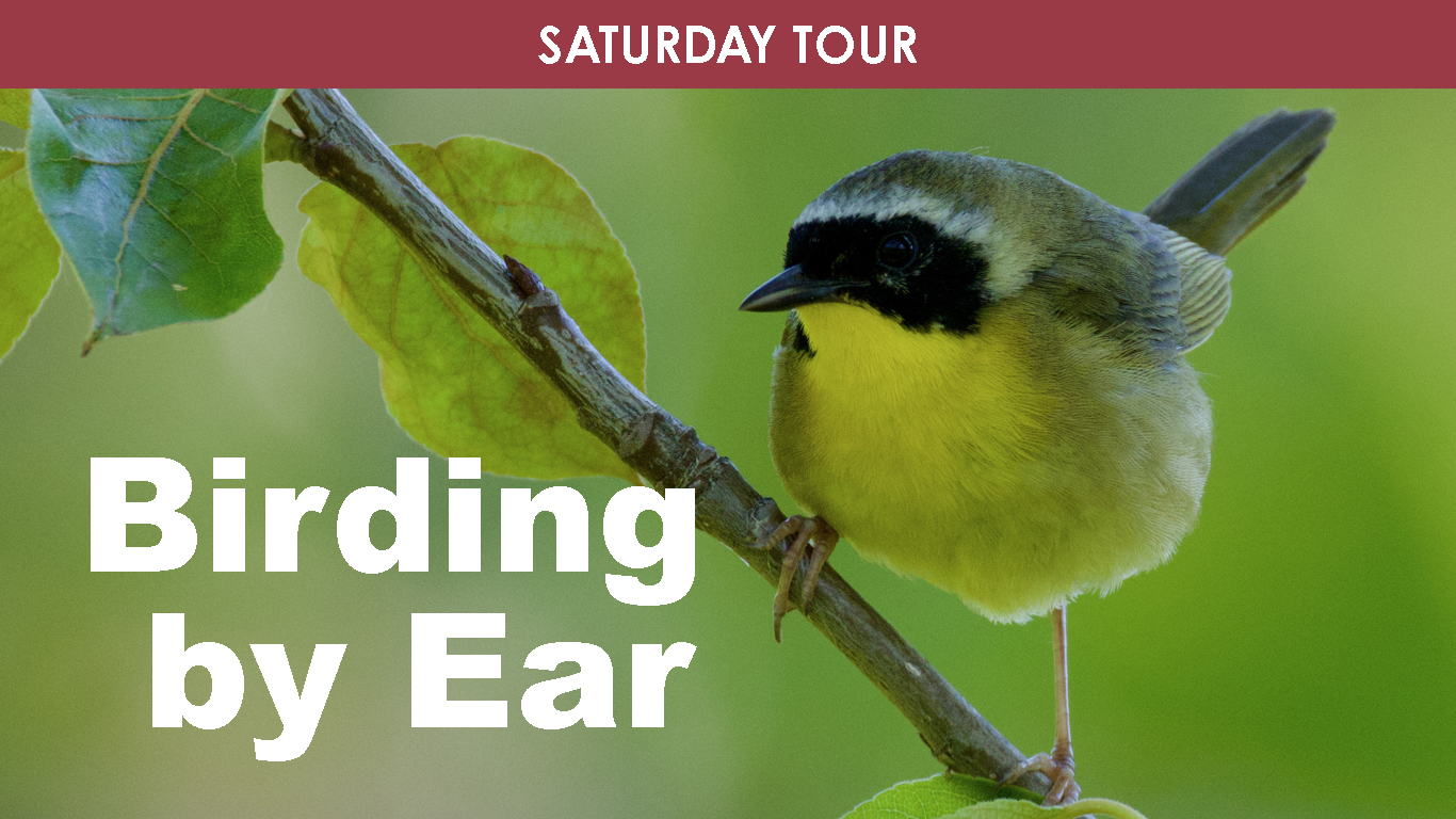 Birding By Ear (Saturday) cover picture