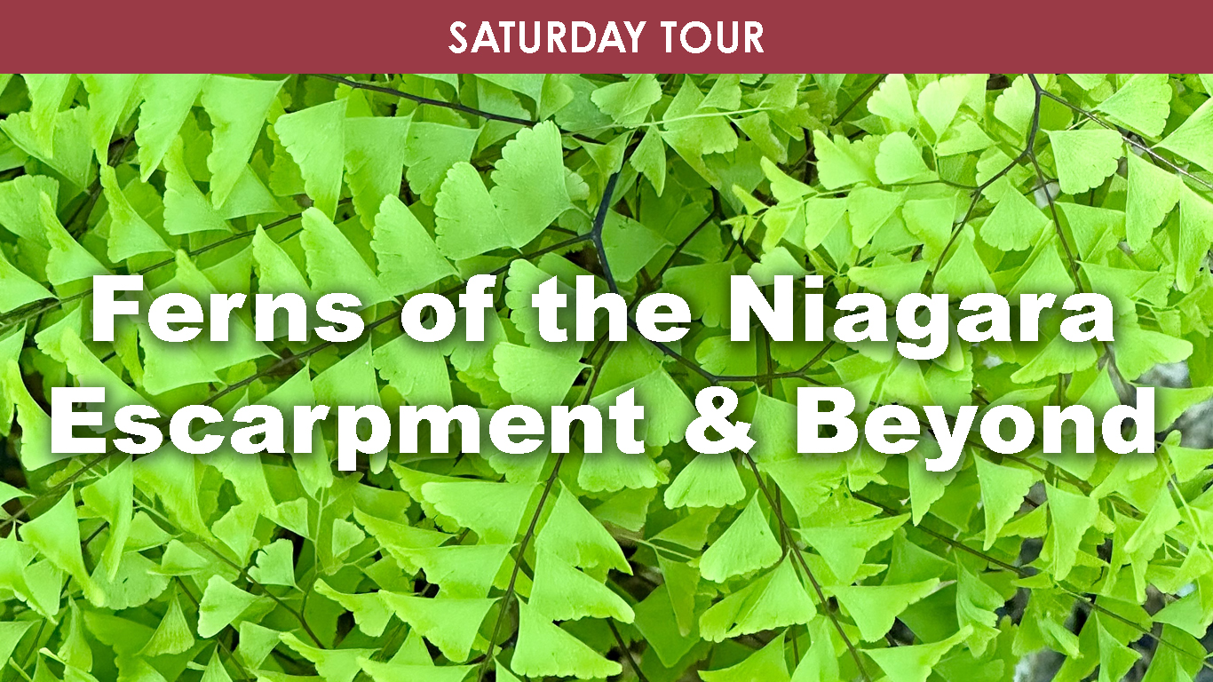 Ferns of the Niagara Escarpment & Beyond (Saturday) cover picture
