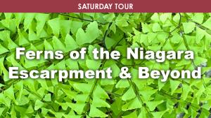 Ferns of the Niagara Escarpment & Beyond (Saturday) cover picture
