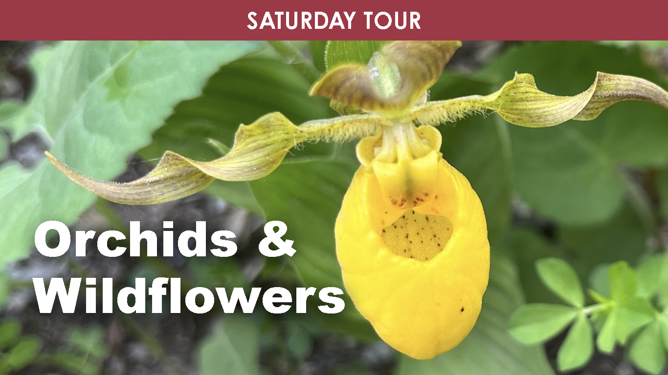 Orchids & Wildflowers (Saturday) cover picture