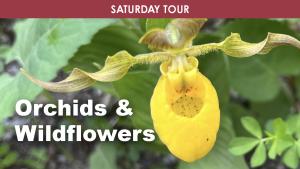 Orchids & Wildflowers (Saturday) cover picture