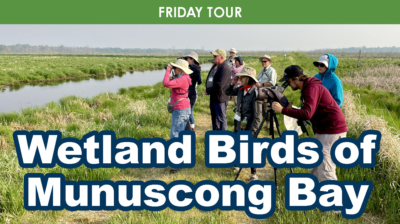 Wetland Birds of Munuscong Bay cover picture