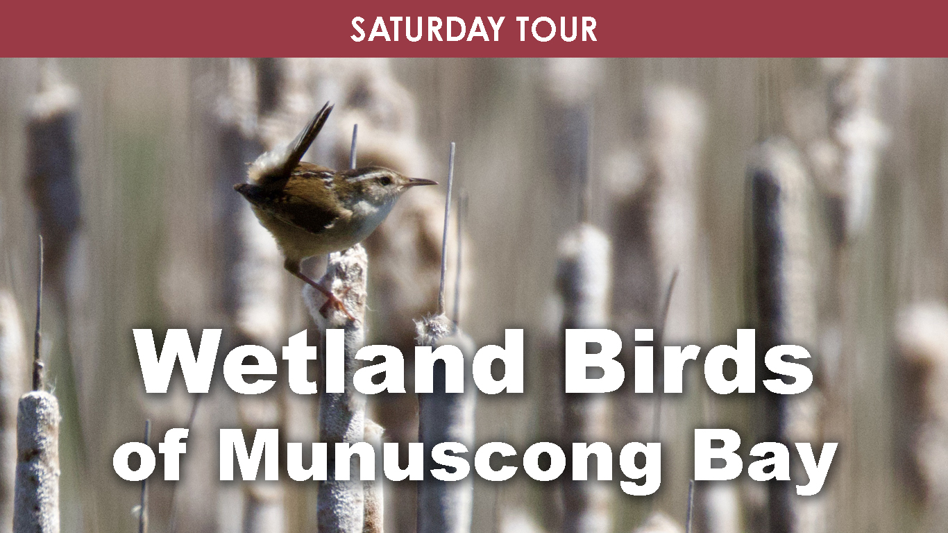 Wetland Birds of Munuscong Bay (Saturday) cover picture