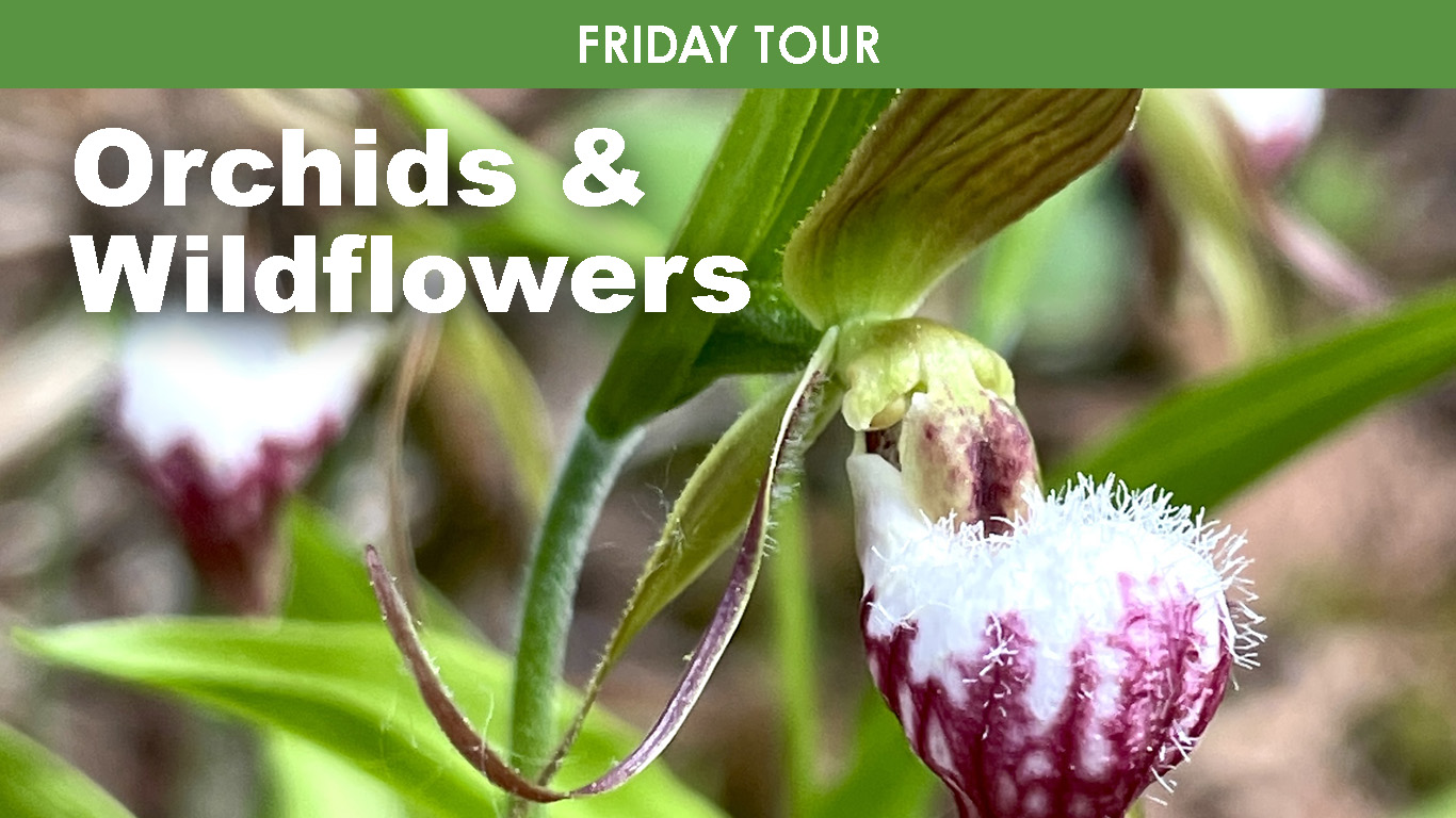 Orchids & Wildflowers (Friday) cover picture