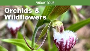 Orchids & Wildflowers (Friday) cover picture