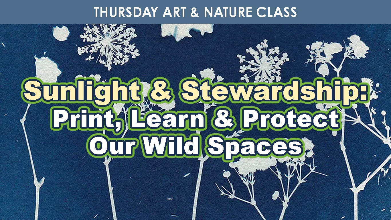 Sunlight & Stewardship cover picture