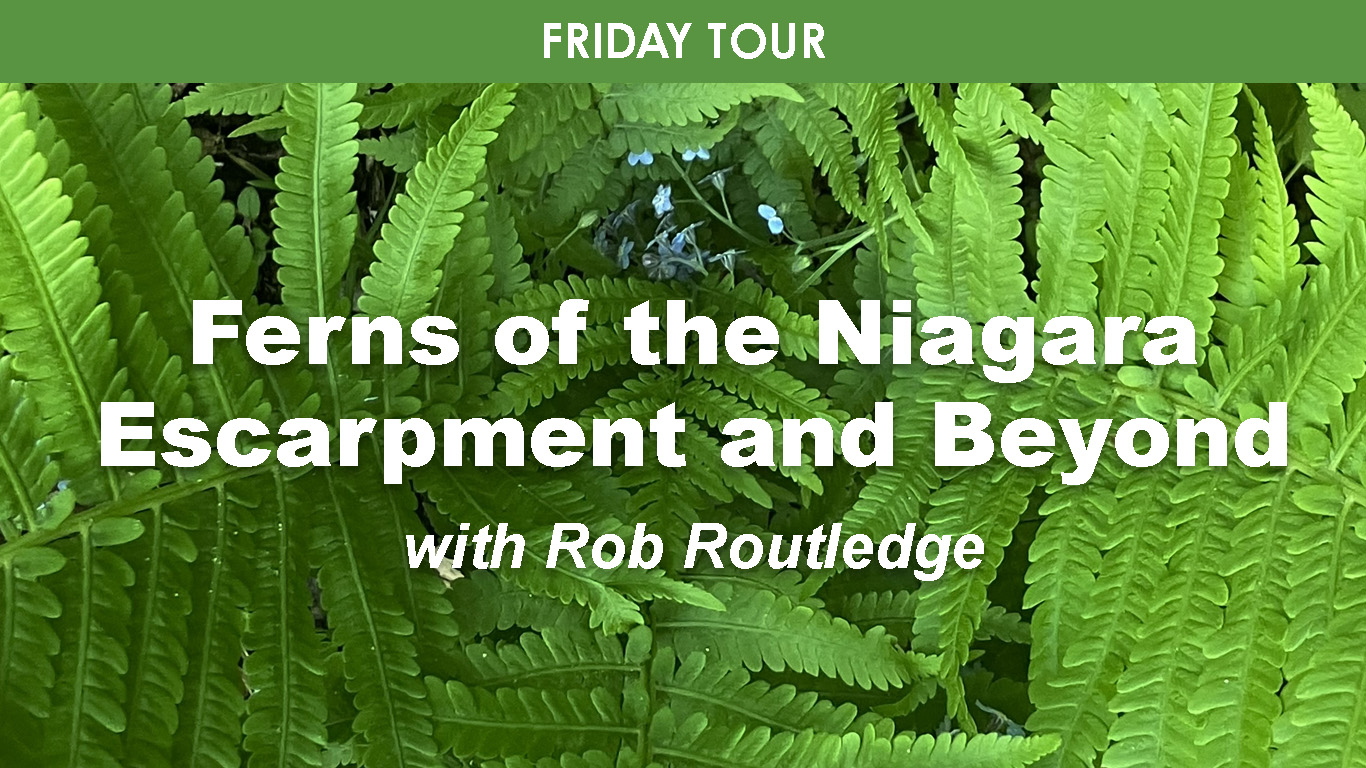Ferns of the Niagara Escarpment & Beyond cover picture