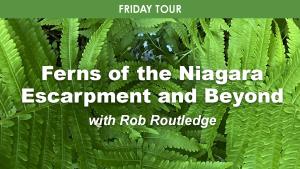 Ferns of the Niagara Escarpment & Beyond cover picture
