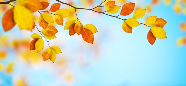 Fall Fest