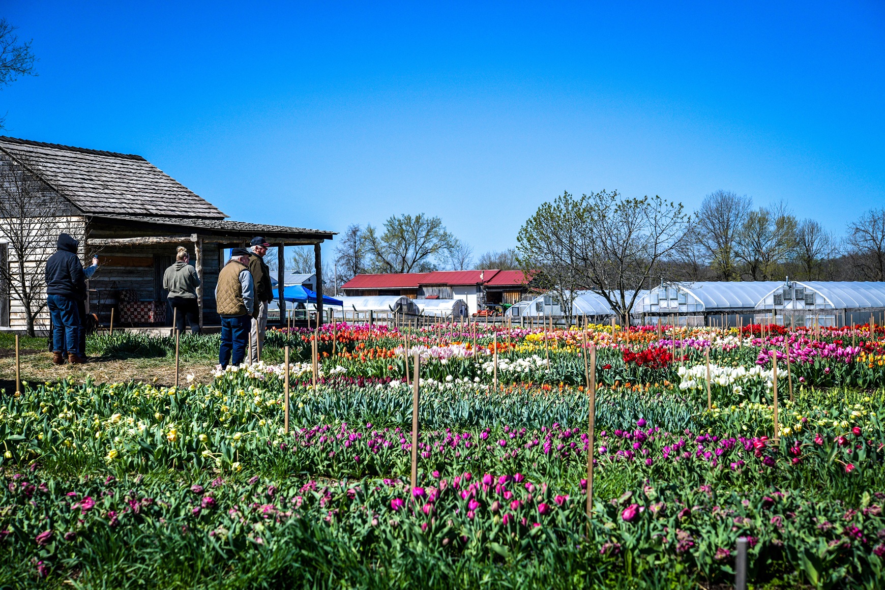 Visitors view rows of colorful tulips in pink, orange, white, and yellow beside a rustic log cabin with greenhouses behind.