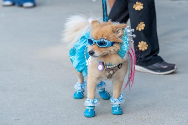 Furbaby Lovefest Event 2026