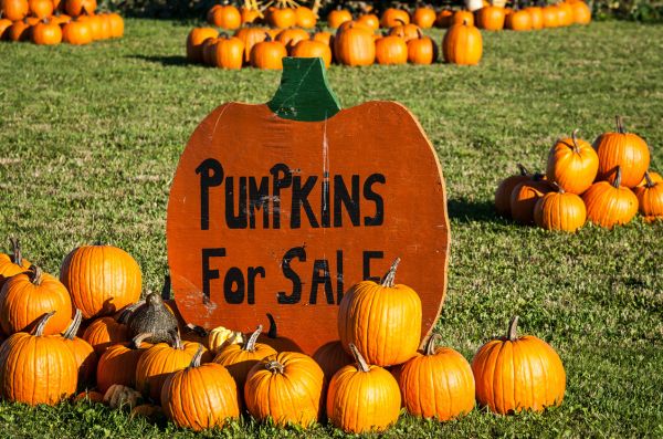 PUMPKIN PATCH BOOTH