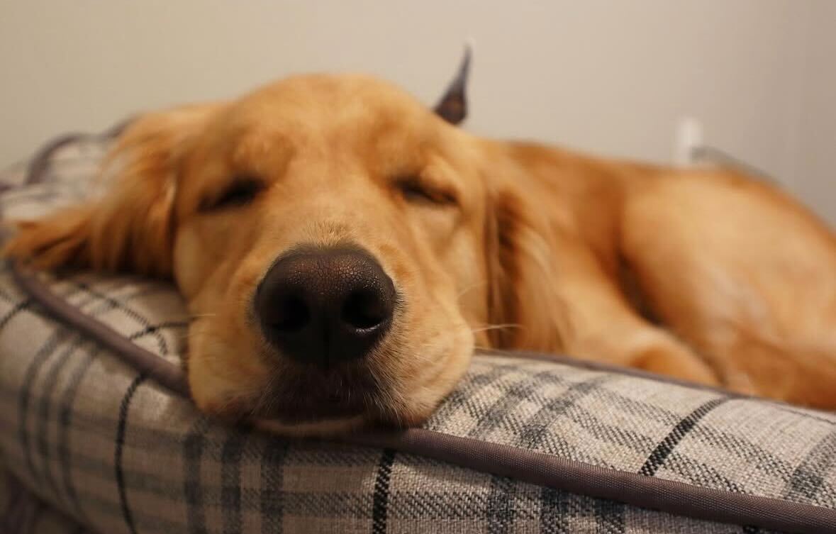VIP Pup Package cover picture