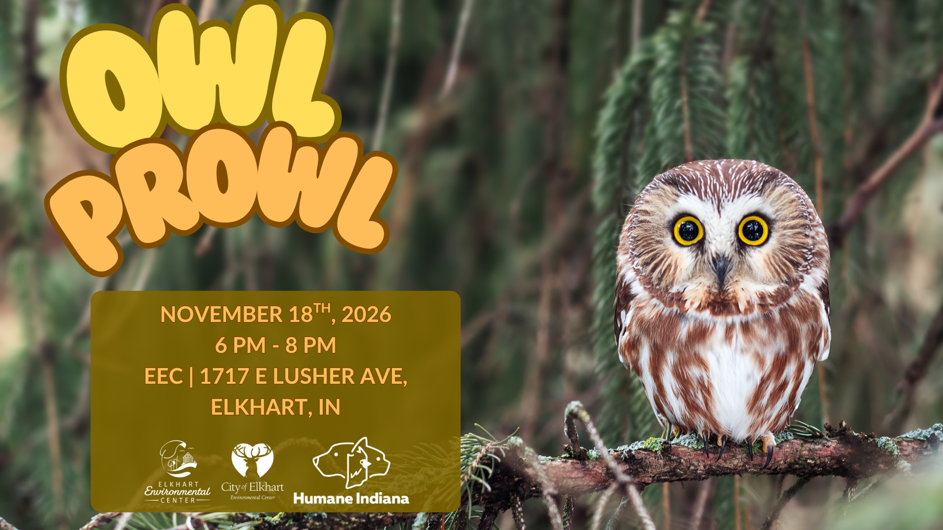 Owl Prowl!