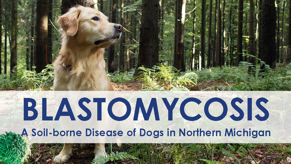 Blastomycosis: A Soil-borne Disease of Dogs in Northern Michigan cover picture