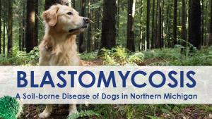 Blastomycosis: A Soil-borne Disease of Dogs in Northern Michigan cover picture