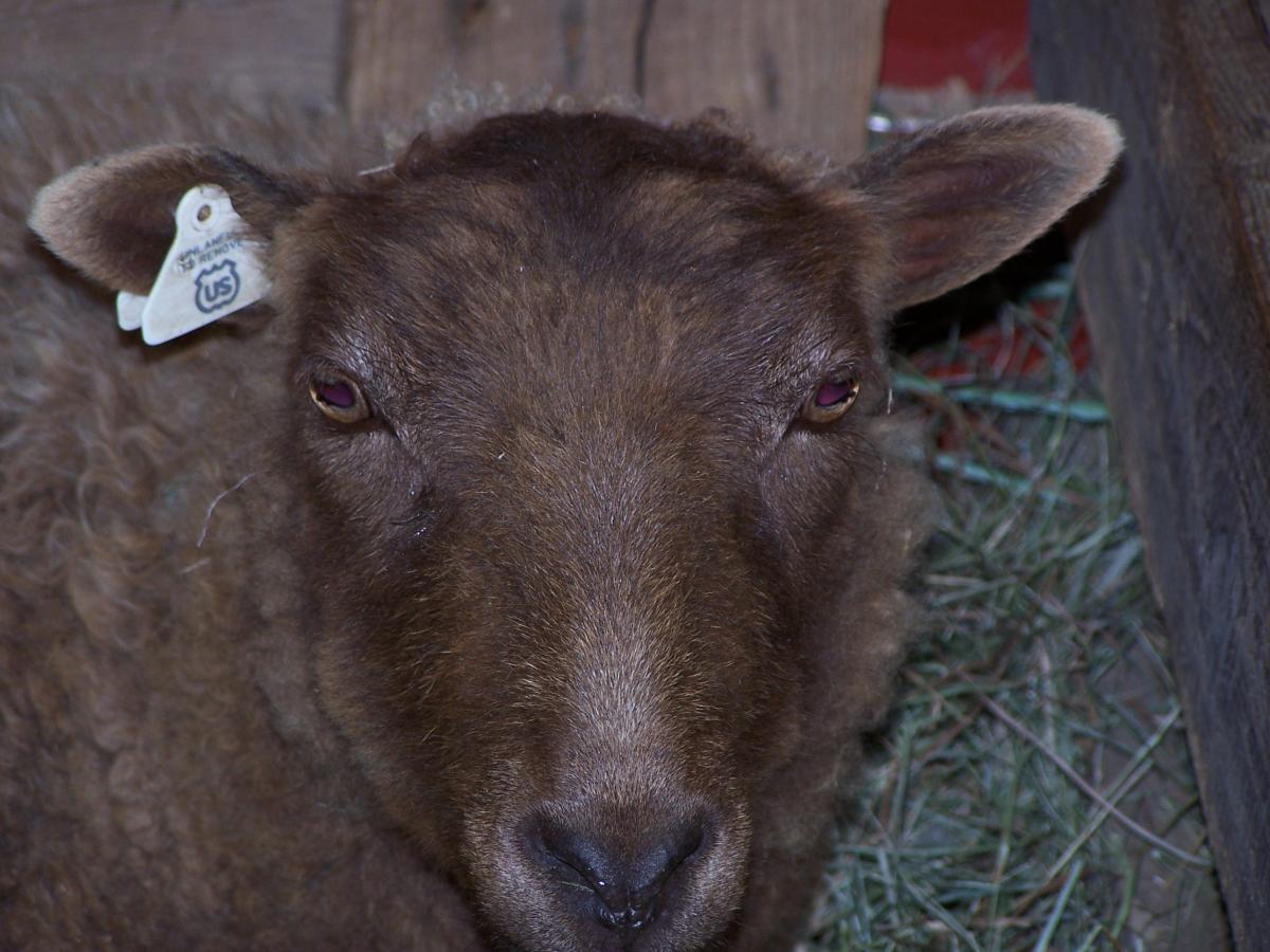 Sheep come in many natural colors