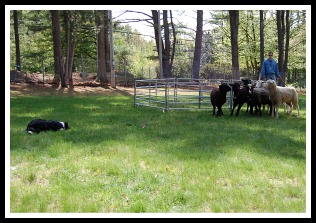 Border Collies love their Job!