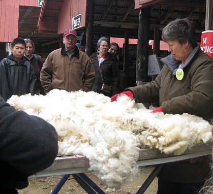 Everyone can watch the fleeces being judged in the Fleece Barn