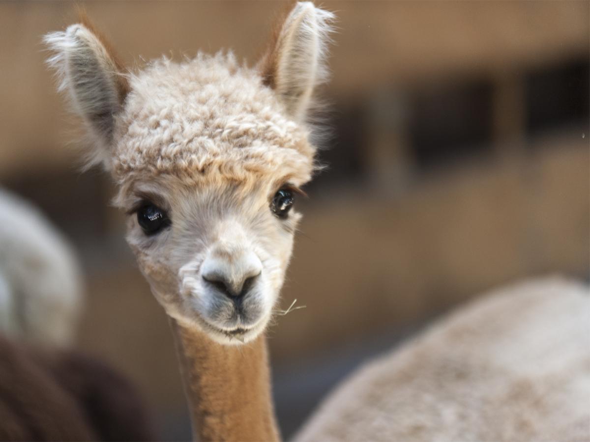 Our breed display has many fiber animals besides sheep